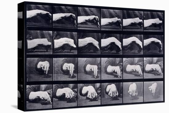 A Motion Study of a Hand, C.1872-1885-Eadweard Muybridge-Stretched Canvas