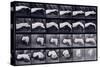 A Motion Study of a Hand, C.1872-1885-Eadweard Muybridge-Stretched Canvas