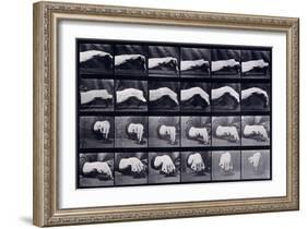 A Motion Study of a Hand, C.1872-1885-Eadweard Muybridge-Framed Giclee Print