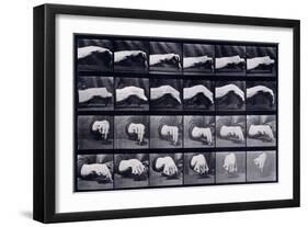 A Motion Study of a Hand, C.1872-1885-Eadweard Muybridge-Framed Giclee Print