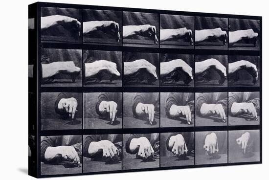 A Motion Study of a Hand, C.1872-1885-Eadweard Muybridge-Stretched Canvas