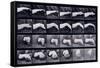 A Motion Study of a Hand, C.1872-1885-Eadweard Muybridge-Framed Stretched Canvas