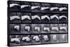 A Motion Study of a Hand, C.1872-1885-Eadweard Muybridge-Stretched Canvas