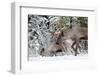 A Mountain Caribou, Endangered-Richard Wright-Framed Photographic Print