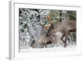 A Mountain Caribou, Endangered-Richard Wright-Framed Photographic Print