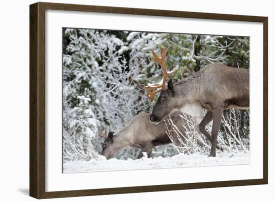 A Mountain Caribou, Endangered-Richard Wright-Framed Photographic Print