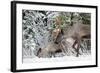 A Mountain Caribou, Endangered-Richard Wright-Framed Photographic Print