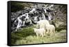 A Mountain Goat and Her Two Offspring Walk across a Mountain Meadow, Mt Quandary, Colorado-Dan Holz-Framed Stretched Canvas