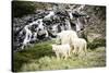 A Mountain Goat and Her Two Offspring Walk across a Mountain Meadow, Mt Quandary, Colorado-Dan Holz-Stretched Canvas