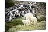 A Mountain Goat and Her Two Offspring Walk across a Mountain Meadow, Mt Quandary, Colorado-Dan Holz-Mounted Photographic Print