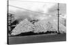 A Mountain of Oyster Shells View - South Bend, WA-Lantern Press-Stretched Canvas