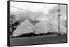 A Mountain of Oyster Shells View - South Bend, WA-Lantern Press-Framed Stretched Canvas