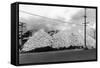 A Mountain of Oyster Shells View - South Bend, WA-Lantern Press-Framed Stretched Canvas