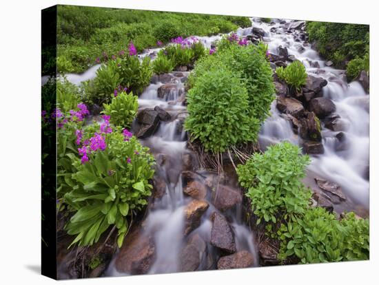 A Mountain Stream Within the Indian Peaks Wilderness Area Near Rocky Mountain National Park, Co-Ryan Wright-Stretched Canvas