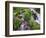 A Mountain Stream Within the Indian Peaks Wilderness Area Near Rocky Mountain National Park, Co-Ryan Wright-Framed Photographic Print