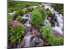 A Mountain Stream Within the Indian Peaks Wilderness Area Near Rocky Mountain National Park, Co-Ryan Wright-Mounted Photographic Print