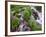 A Mountain Stream Within the Indian Peaks Wilderness Area Near Rocky Mountain National Park, Co-Ryan Wright-Framed Photographic Print