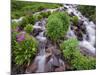 A Mountain Stream Within the Indian Peaks Wilderness Area Near Rocky Mountain National Park, Co-Ryan Wright-Mounted Photographic Print