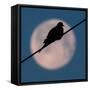 A Mourning Dove Sits Atop a Utility Wire as the Full Moon Sets Over Grand Isle-null-Framed Stretched Canvas