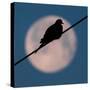 A Mourning Dove Sits Atop a Utility Wire as the Full Moon Sets Over Grand Isle-null-Stretched Canvas