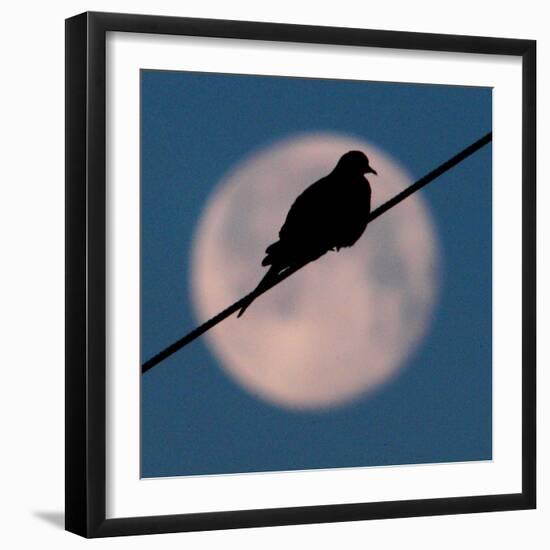 A Mourning Dove Sits Atop a Utility Wire as the Full Moon Sets Over Grand Isle-null-Framed Photographic Print