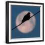 A Mourning Dove Sits Atop a Utility Wire as the Full Moon Sets Over Grand Isle-null-Framed Photographic Print