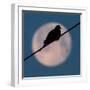 A Mourning Dove Sits Atop a Utility Wire as the Full Moon Sets Over Grand Isle-null-Framed Photographic Print