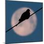 A Mourning Dove Sits Atop a Utility Wire as the Full Moon Sets Over Grand Isle-null-Mounted Photographic Print