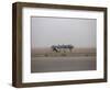 A Mq-1C Warrior Taxis Out to the Runway to for a Mission over Northern Iraq-null-Framed Photographic Print