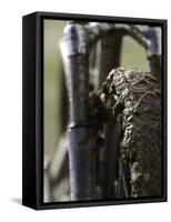 A Muddy Mountain Bike Tire, Mt. Bike-David D'angelo-Framed Stretched Canvas