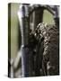 A Muddy Mountain Bike Tire, Mt. Bike-David D'angelo-Stretched Canvas