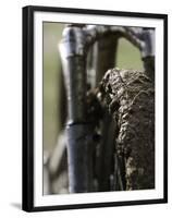 A Muddy Mountain Bike Tire, Mt. Bike-David D'angelo-Framed Premium Photographic Print