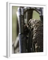 A Muddy Mountain Bike Tire, Mt. Bike-David D'angelo-Framed Premium Photographic Print