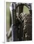 A Muddy Mountain Bike Tire, Mt. Bike-David D'angelo-Framed Premium Photographic Print