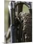 A Muddy Mountain Bike Tire, Mt. Bike-David D'angelo-Mounted Premium Photographic Print