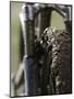 A Muddy Mountain Bike Tire, Mt. Bike-David D'angelo-Mounted Premium Photographic Print