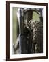 A Muddy Mountain Bike Tire, Mt. Bike-David D'angelo-Framed Photographic Print