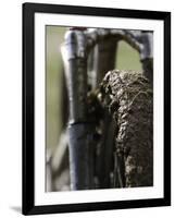 A Muddy Mountain Bike Tire, Mt. Bike-David D'angelo-Framed Photographic Print