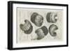 A Muff in Five Views, 1645-1646-Wenceslaus Hollar-Framed Giclee Print