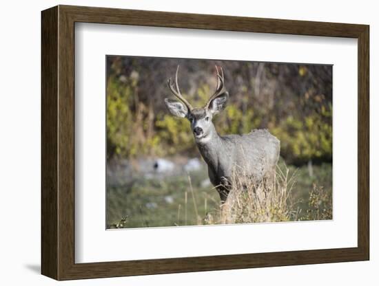 A mule deer buck at National Bison Range, Montana.-Richard Wright-Framed Photographic Print