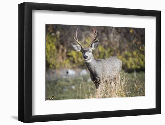 A mule deer buck at National Bison Range, Montana.-Richard Wright-Framed Photographic Print