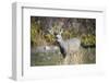 A mule deer buck at National Bison Range, Montana.-Richard Wright-Framed Photographic Print