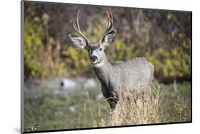 A mule deer buck at National Bison Range, Montana.-Richard Wright-Mounted Photographic Print