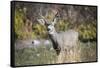 A mule deer buck at National Bison Range, Montana.-Richard Wright-Framed Stretched Canvas