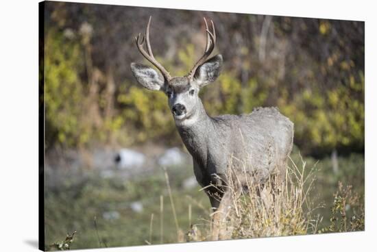 A mule deer buck at National Bison Range, Montana.-Richard Wright-Stretched Canvas