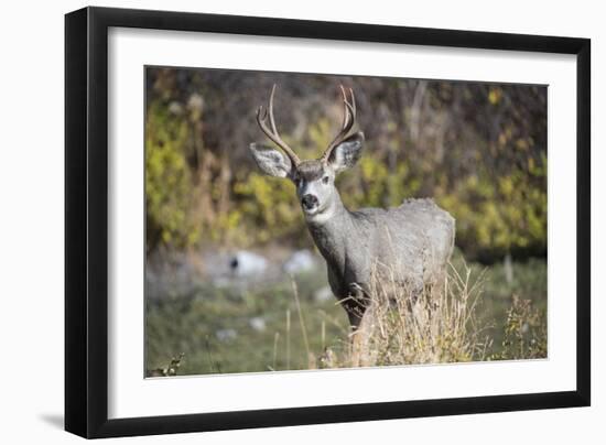 A mule deer buck at National Bison Range, Montana.-Richard Wright-Framed Photographic Print