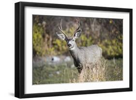 A mule deer buck at National Bison Range, Montana.-Richard Wright-Framed Photographic Print