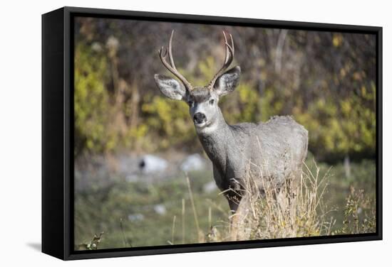 A mule deer buck at National Bison Range, Montana.-Richard Wright-Framed Stretched Canvas