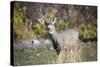 A mule deer buck at National Bison Range, Montana.-Richard Wright-Stretched Canvas