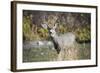 A mule deer buck at National Bison Range, Montana.-Richard Wright-Framed Photographic Print